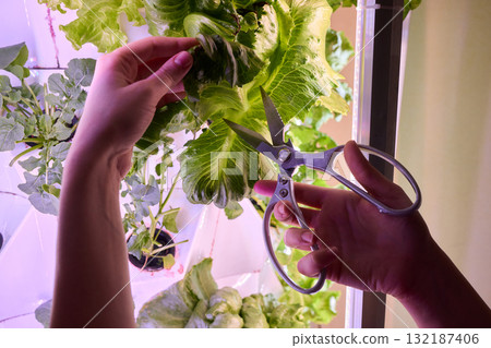 Harvesting a Variety of Fresh Greens with Precise and Sharp Scissors for Cooking Use Harvesting a Variety of Fresh Greens with Precise and Sharp Scissors for Cooking Use 132187406