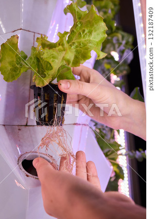 Growing Hydroponic Lettuce Utilizing Advanced Technology for Enhanced Cultivation Growing Hydroponic Lettuce Utilizing Advanced Technology for Enhanced Cultivation 132187409