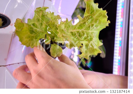 Growing Hydroponic Lettuce Utilizing Advanced Technology for Enhanced Cultivation 132187414
