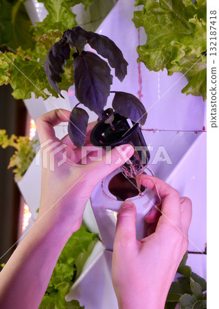 Innovative Hydroponics An Exciting Method for Growing Fresh Vegetables in Urban Spaces 132187418