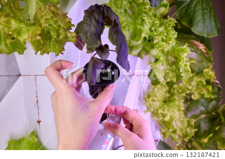 Innovative Hydroponics An Exciting Method for Growing Fresh Vegetables in Urban Spaces Innovative Hydroponics An Exciting Method for Growing Fresh Vegetables in Urban Spaces 132187421
