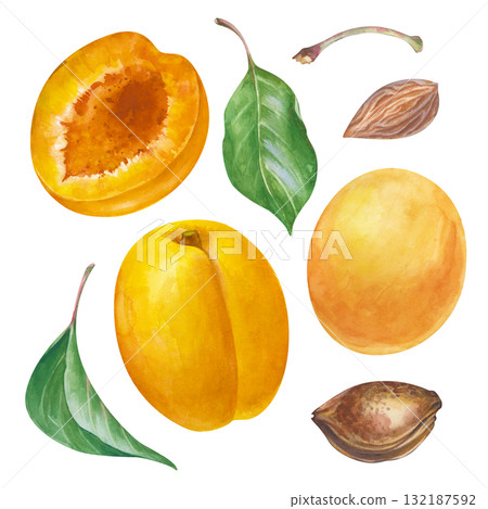 A set with apricots, green leaves, and pits, hand-drawn. Watercolor illustration isolated on a white background. Clipart. A set for cooking, cosmetics, gardening, and scrapbooking. 132187592