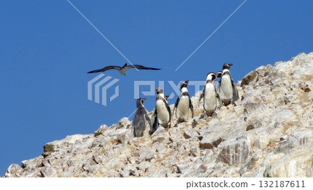 A group of Humboldt penguins stands on a rocky hillside 132187611
