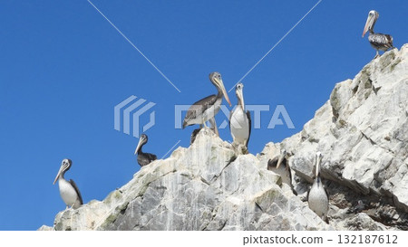 A group of brown pelicans perches on rugged cliffs 132187612