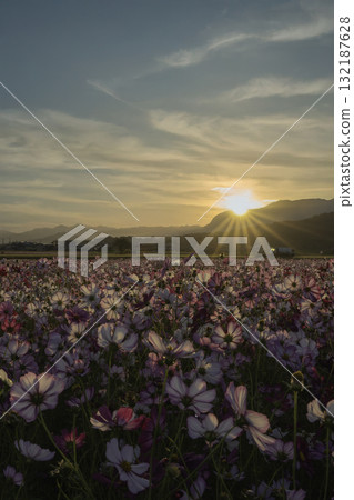 Cosmos fields stained in the sunset 132187628