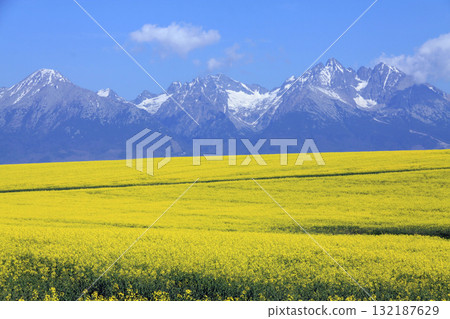 Vibrant yellow canola field stretches toward a dramatic backdrop of snow-capped mountains 132187629