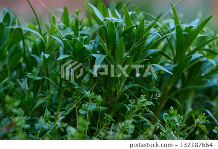 Dense background of lush, dark green spring foliage and grass in soft natural light 132187664