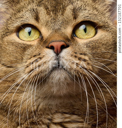 Face of a gray, short-haired, straight-eared cat with large yellow-green eyes Face of a gray, short-haired, straight-eared cat with large yellow-green eyes 132187701