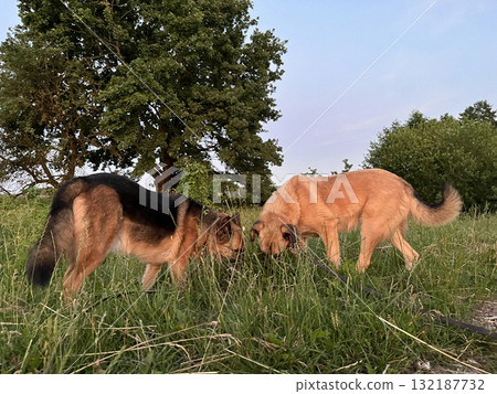 Black and brown dog with light brown companion sniff ground in grassy field with trees. Great for pet behavior blogs. 132187732