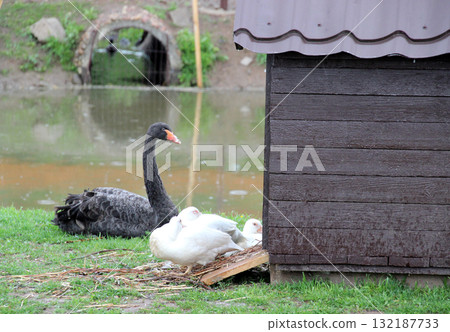 Black swan with white ducks near wood structure and pond with tunnel background. Ideal for nature content. Black swan with white ducks near wood structure and pond with tunnel background. Ideal for nature content. 132187733