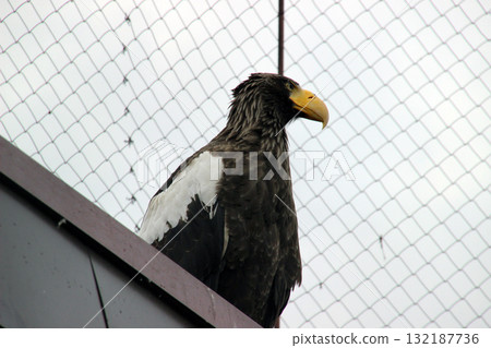 Steller's sea eagle perched on metal surface facing right with wire mesh fence. Great for raptor conservation. 132187736