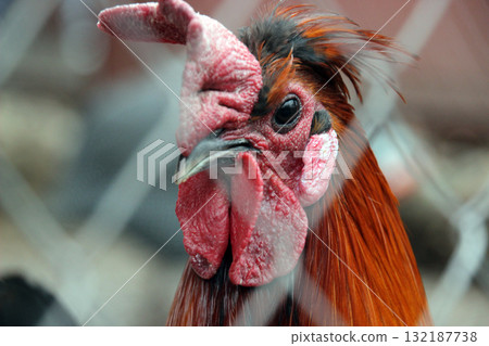 Vibrant red comb and wattle rooster with brown and black feathers on blurred background. Ideal for farm content. Vibrant red comb and wattle rooster with brown and black feathers on blurred background. Ideal for farm content. 132187738