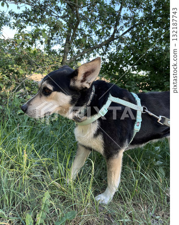Black and tan dog in blue harness stands in grassy area with trees. Well-groomed for walk or park content. Black and tan dog in blue harness stands in grassy area with trees. Well-groomed for walk or park content. 132187743
