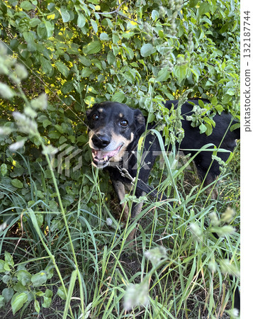 Dog with collar stands amid tall grass and green leaves in natural outdoor setting. Ideal for adventure content Dog with collar stands amid tall grass and green leaves in natural outdoor setting. Ideal for adventure content 132187744