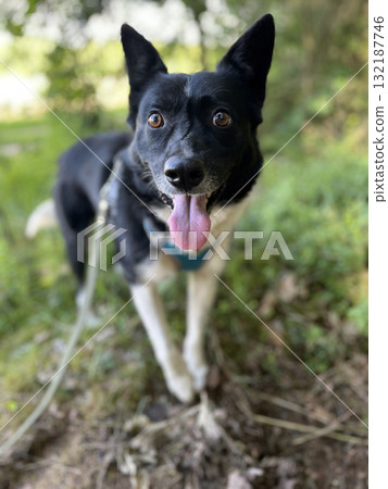 Cute black and white dog with tongue sticking out on a walk in the summertime. Does the dog suffer from the heat, is the dog thirsty 132187746