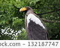 Bald eagle perched high in a tree over a lake in a national park 132187747