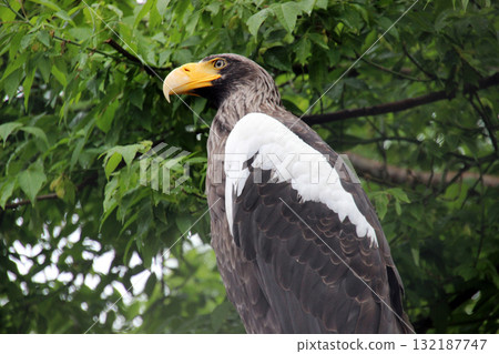 Bald eagle perched high in a tree over a lake in a national park Bald eagle perched high in a tree over a lake in a national park 132187747