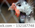 bird, chicken, hen 132187748