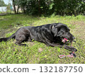A black Labrador is lying on the grass and chewing on a toy. Dog training, dog games. Pets. Old black Labrador lying on a soft bed playing with plush toys 132187750