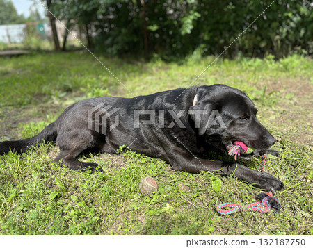 A black Labrador is lying on the grass and chewing on a toy. Dog training, dog games. Pets. Old black Labrador lying on a soft bed playing with plush toys A black Labrador is lying on the grass and chewing on a toy. Dog training, dog games. Pets. Old black Labrador lying on a soft bed playing with plush toys 132187750