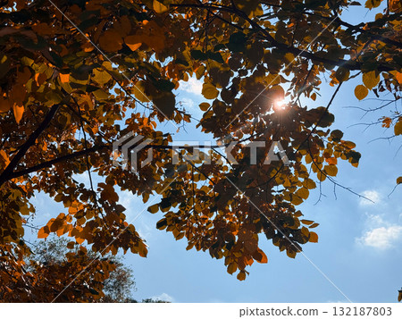 Sunlight streaming through colorful autumn leaves creating rays and shadows. Natural energy, warmth, and contemplative mood of seasonal outdoor beauty. 132187803