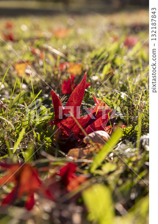 red foliage in the grass in the autumn season, fallen to the ground red foliage of trees in the autumn season in sunny weather red foliage in the grass in the autumn season, fallen to the ground red foliage of trees in the autumn season in sunny weather 132187843