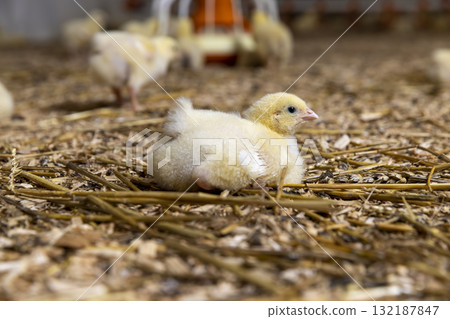 small chickens in a poultry farm on a litter of sawdust, small chickens of a meat breed in yellow fluff , industrial farming to provide meat products 132187847