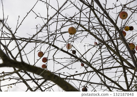 ripe red apples hanging on the branches of an apple tree in the winter season , branches of an apple tree without foliage but with red apples in the winter season 132187848