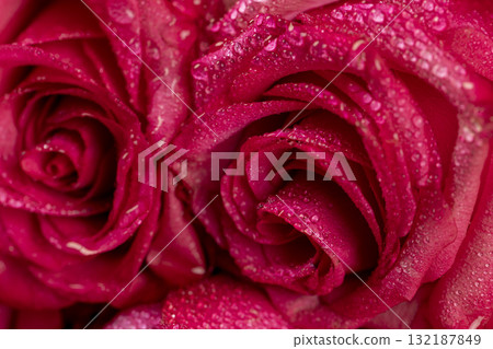 beautiful roses in drops of water in a large bouquet lying on top of each other, several wet red fresh roses for arranging bouquets 132187849