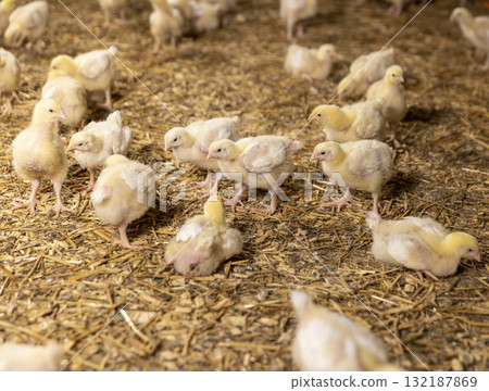 chickens at a large poultry farm, young chicken chickens on sawdust flooring 132187869