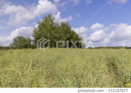 monocultural agricultural field with green rapeseed pods on a warm summer day in cloudy weather, beautiful thin unripe rapeseed used for food and fuel production monocultural agricultural field with green rapeseed pods on a warm summer day in cloudy weather, beautiful thin unripe rapeseed used for food and fuel production 132187877