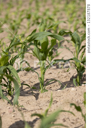 agricultural field with green corn sprouts in the summer, corn for animal feed production agricultural field with green corn sprouts in the summer, corn for animal feed production 132187878