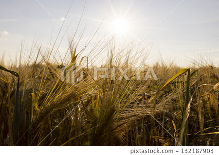 rye plants in Europe during sunset, a large number of rye ears in a field against a blue sky with yellow hues at sunset 132187903