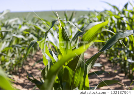 a field with unripe corn at the beginning of spring corn blooming, clear sunny weather without clouds 132187904