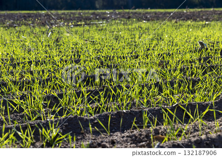 green frost-resistant wheat that was planted in winter, beautiful winter wheat, cereals in the autumn before frost, sunny weather green frost-resistant wheat that was planted in winter, beautiful winter wheat, cereals in the autumn before frost, sunny weather 132187906