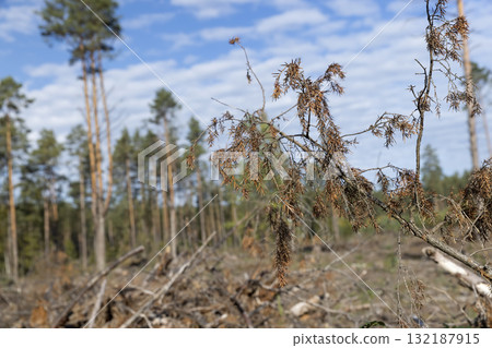pine forest during the cutting down of trees to obtain wood , part of the felled pine forest with tall trees for industrial use of wood 132187915