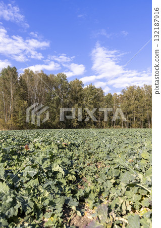 autumn landscape in an agricultural field with green shoots of cabbage and other plants to ensure the improvement and enrichment of the soil, green fast-growing plants 132187916
