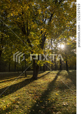 Beautiful park with yellow leaves on tall maple trees in sunny weather in the autumn season, beautiful tall yellow maple trees with bright sunlight illuminating the yellowing trees behind Beautiful park with yellow leaves on tall maple trees in sunny weather in the autumn season, beautiful tall yellow maple trees with bright sunlight illuminating the yellowing trees behind 132187919