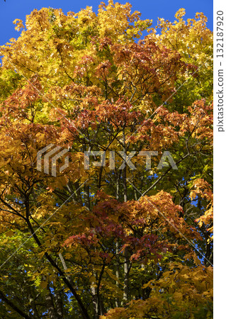 yellow foliage of maple trees in the autumn season, bright sunny weather in the park with yellow beautiful bright leaves on maple trees with sunlight from behind yellow foliage of maple trees in the autumn season, bright sunny weather in the park with yellow beautiful bright leaves on maple trees with sunlight from behind 132187920