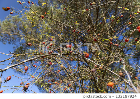 red rose berries in the autumn season, a leafless bush with red rose fruits in the forest in autumn red rose berries in the autumn season, a leafless bush with red rose fruits in the forest in autumn 132187924