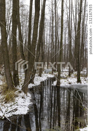 a flooded area with frozen water and tall bare trees in the winter , a swamp in the winter season with frozen water and tall trees without foliage reflected in the water 132187935