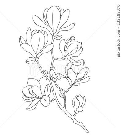 Elegant magnolia flower branch line art vector illustration on white background Elegant magnolia flower branch line art vector illustration on white background 132188370