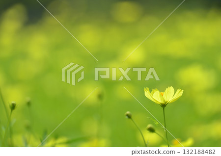 秋天的花朵秋天的櫻花樹 秋天的花朵秋天的櫻花樹 132188482