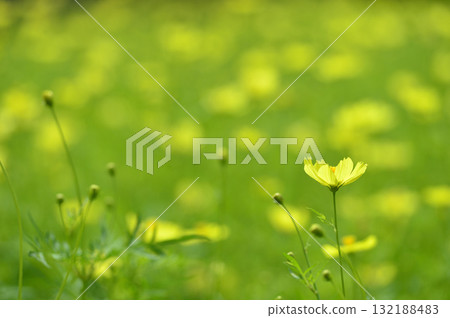 秋天的花朵秋天的櫻花樹 秋天的花朵秋天的櫻花樹 132188483