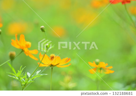 秋天的櫻花 秋天的櫻花 132188681