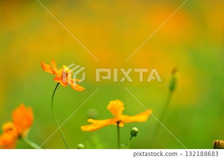 秋天的櫻花 秋天的櫻花 132188683