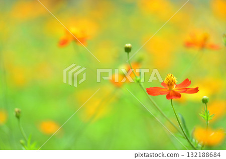 秋天的櫻花 秋天的櫻花 132188684