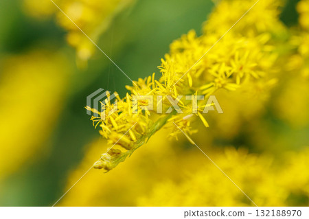 秋季盛開的黃花 秋季盛開的黃花 132188970