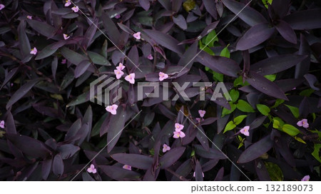 Murasakigoten 132189073