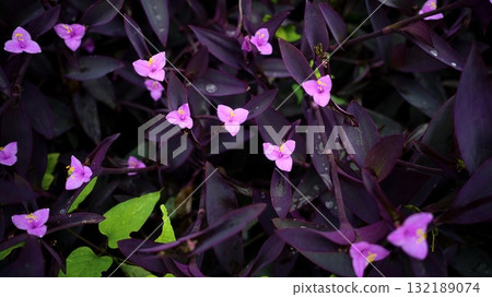 Murasakigoten Murasakigoten 132189074